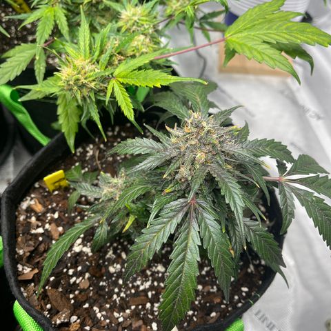 Ricky growlog timeline photo