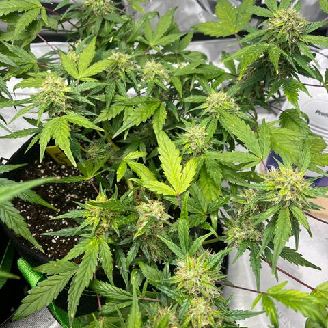 Lahey  growlog timeline photo