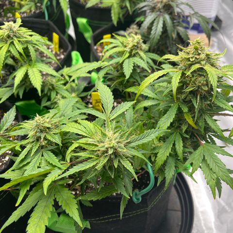 Philadelphia Collins growlog timeline photo