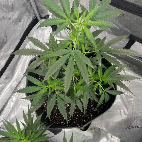 Double Dragon growlog timeline photo