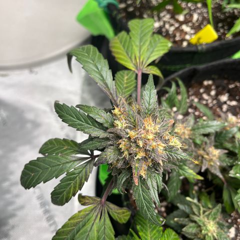 Julian growlog timeline photo