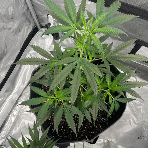 Double Dragon growlog timeline photo