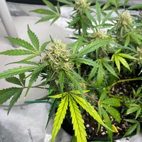 J-Roc growlog timeline photo