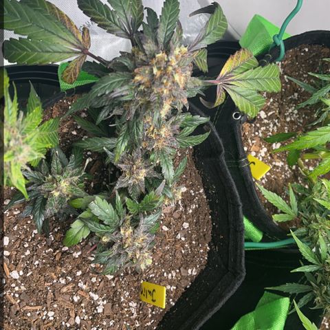 J-Roc growlog timeline photo