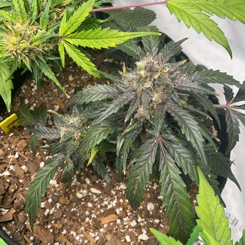 J-Roc growlog timeline photo