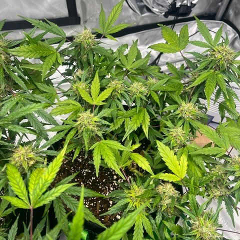 J-Roc growlog timeline photo