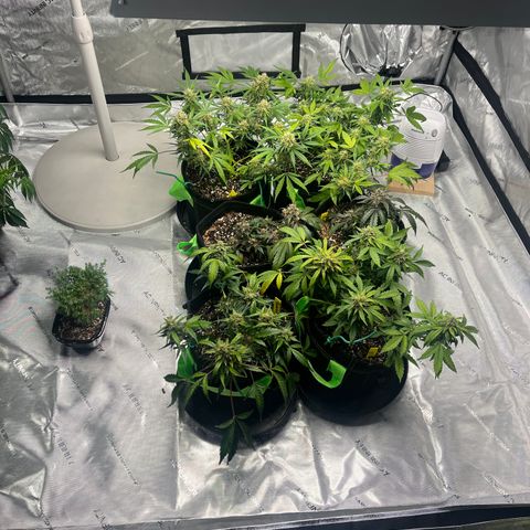 J-Roc growlog timeline photo