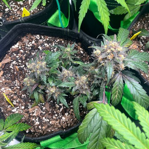 J-Roc growlog timeline photo