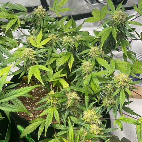 J-Roc growlog timeline photo