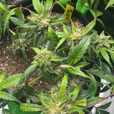 J-Roc growlog timeline photo