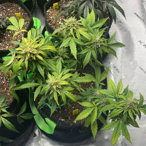 J-Roc growlog timeline photo