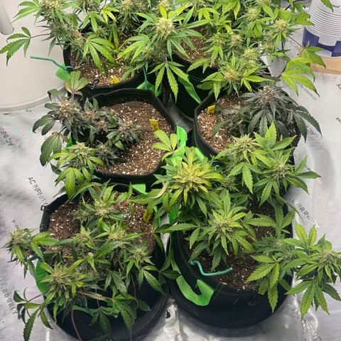 J-Roc growlog timeline photo