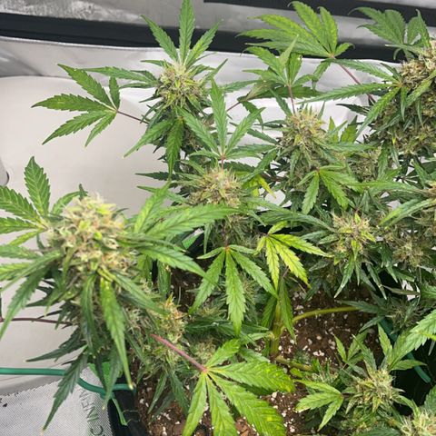J-Roc growlog timeline photo