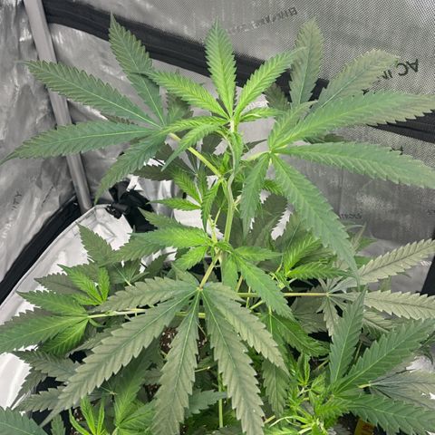 GOG 2 growlog timeline photo