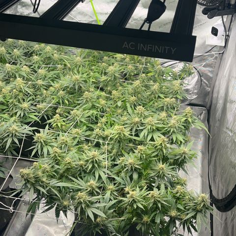 Red Dragon growlog timeline photo