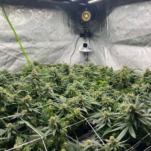 Red Dragon growlog timeline photo