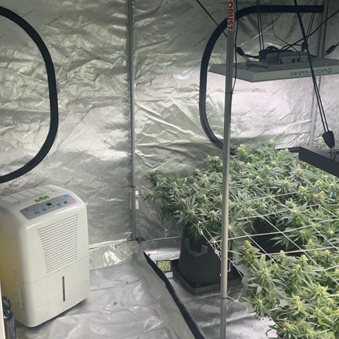 Red Dragon growlog timeline photo