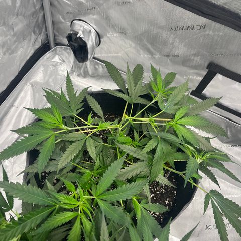 Double Dragon growlog timeline photo