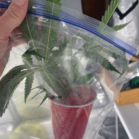 Double Dragon growlog timeline photo