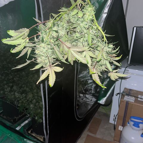 Red Dragon growlog timeline photo