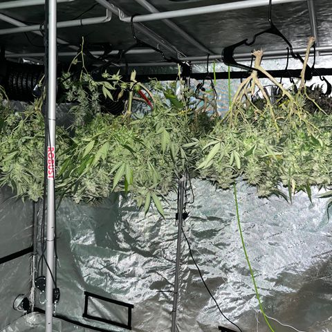 Red Dragon growlog timeline photo