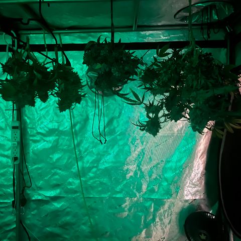 Red Dragon growlog timeline photo