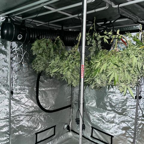 Red Dragon growlog timeline photo