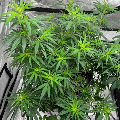 1975 growlog timeline photo