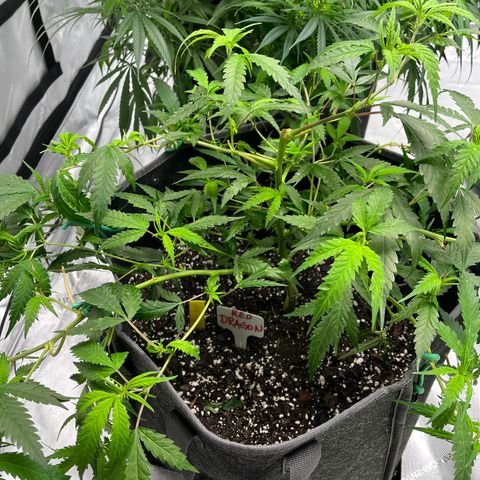 Double Dragon growlog timeline photo