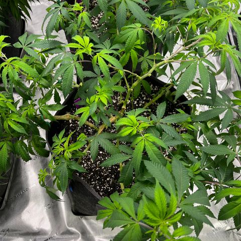 Grandaddy Purple HH growlog timeline photo