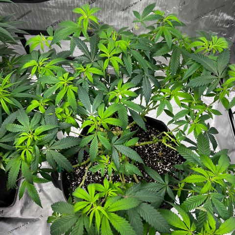 GP 2 growlog timeline photo