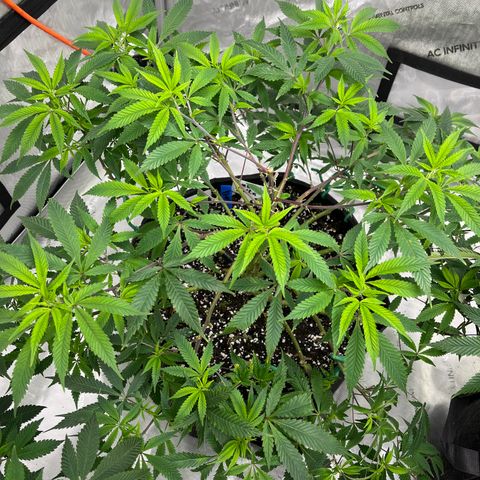 BM 4 growlog timeline photo