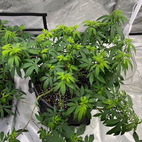 Blueberry Muffin  growlog timeline photo