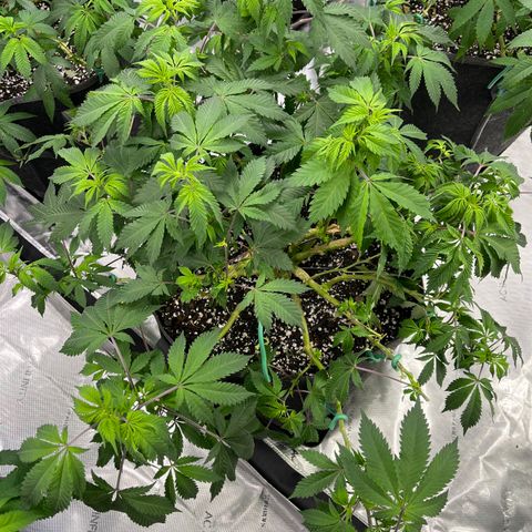 Death Star growlog timeline photo