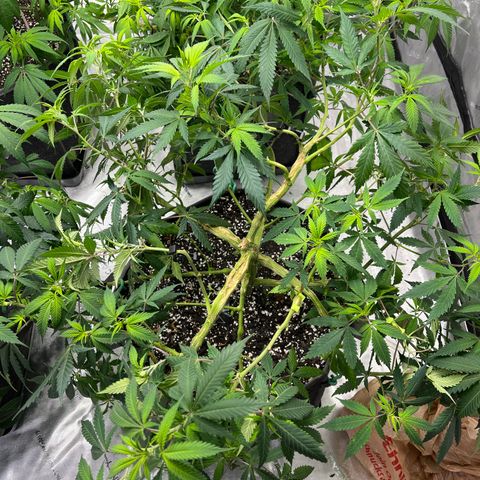 Godfather OG growlog timeline photo
