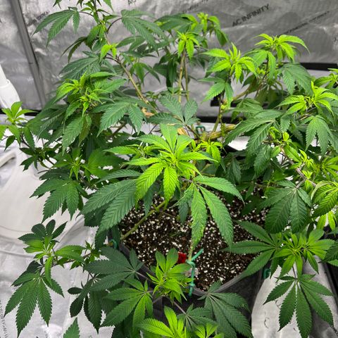 CR 2 growlog timeline photo