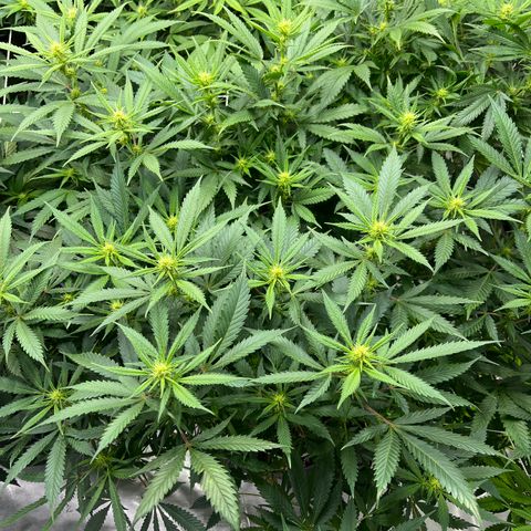 Godfather OG growlog timeline photo