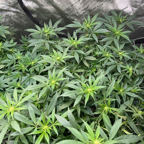 BM 4 growlog timeline photo
