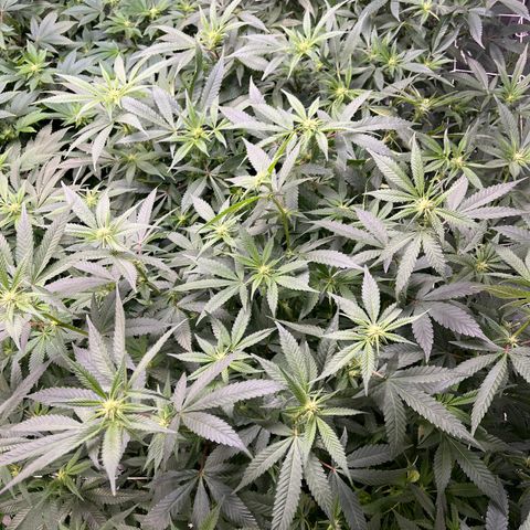 Blueberry Muffin  growlog timeline photo