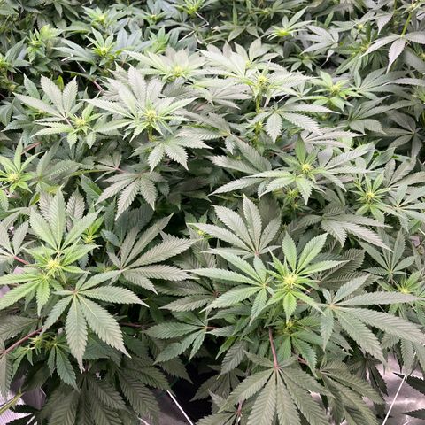 Death Star growlog timeline photo