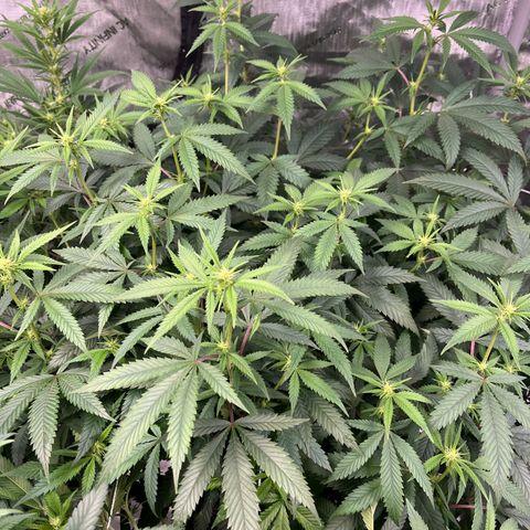 GP 2 growlog timeline photo