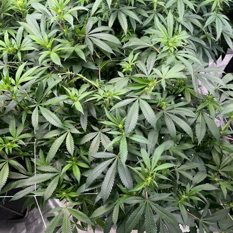 Grandaddy Purple HH growlog timeline photo