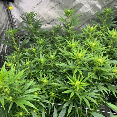 1975 growlog timeline photo