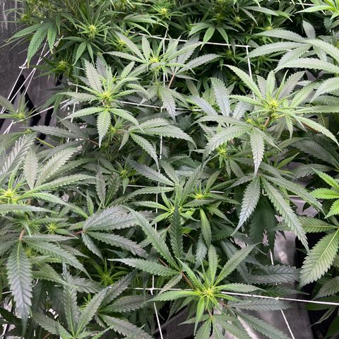 Double Dragon growlog timeline photo