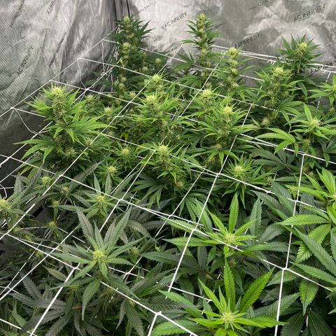 1975 growlog timeline photo