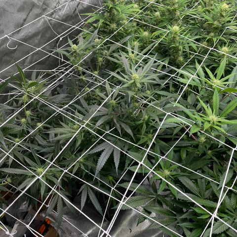 Double Dragon growlog timeline photo