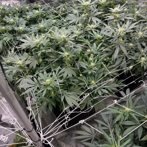 Death Star growlog timeline photo