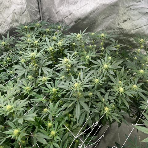 Blueberry Muffin  growlog timeline photo