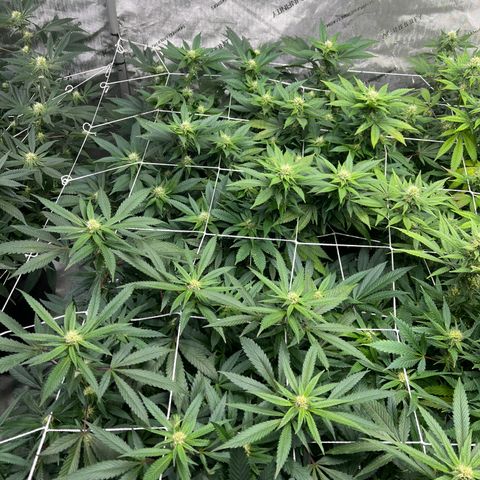 CR 2 growlog timeline photo