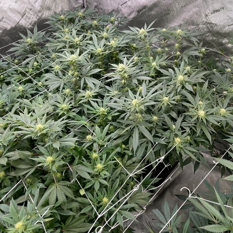 BM 4 growlog timeline photo
